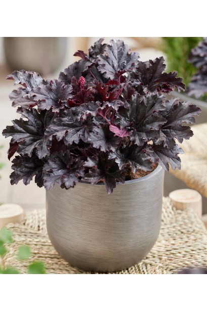 Гейхера гібридна ’Таймлес Найт’ у вазоні